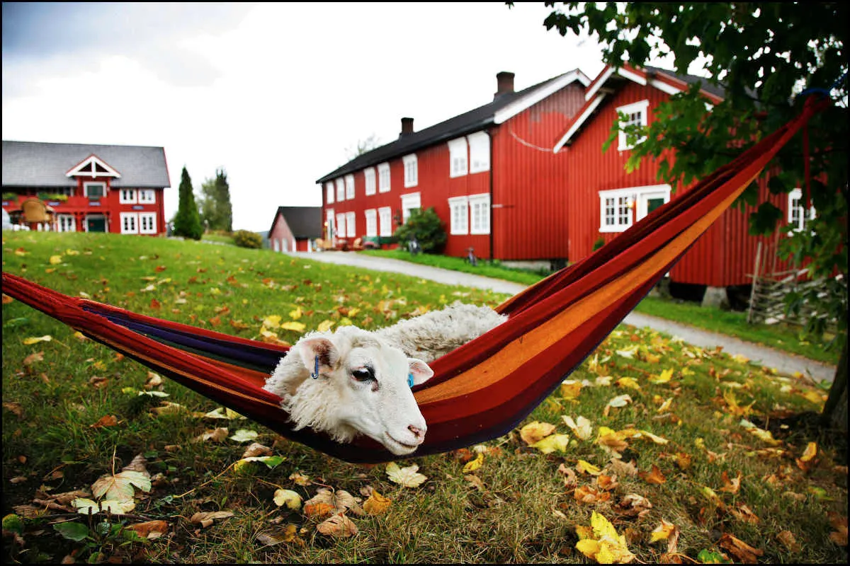 Berg Gård og Inderøy Brenneri bilde 3