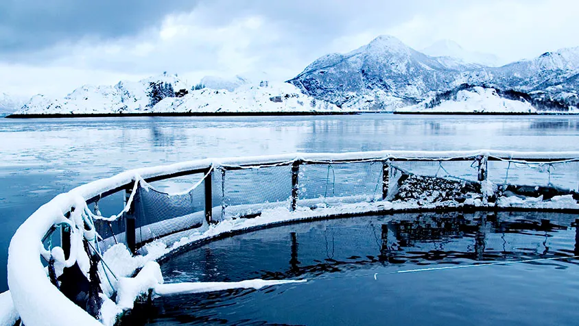 Sigerfjord Fisk AS