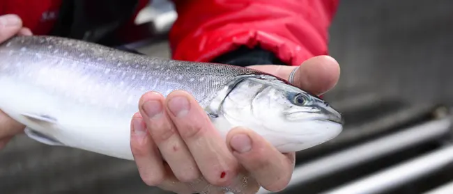 Sigerfjord Fisk AS