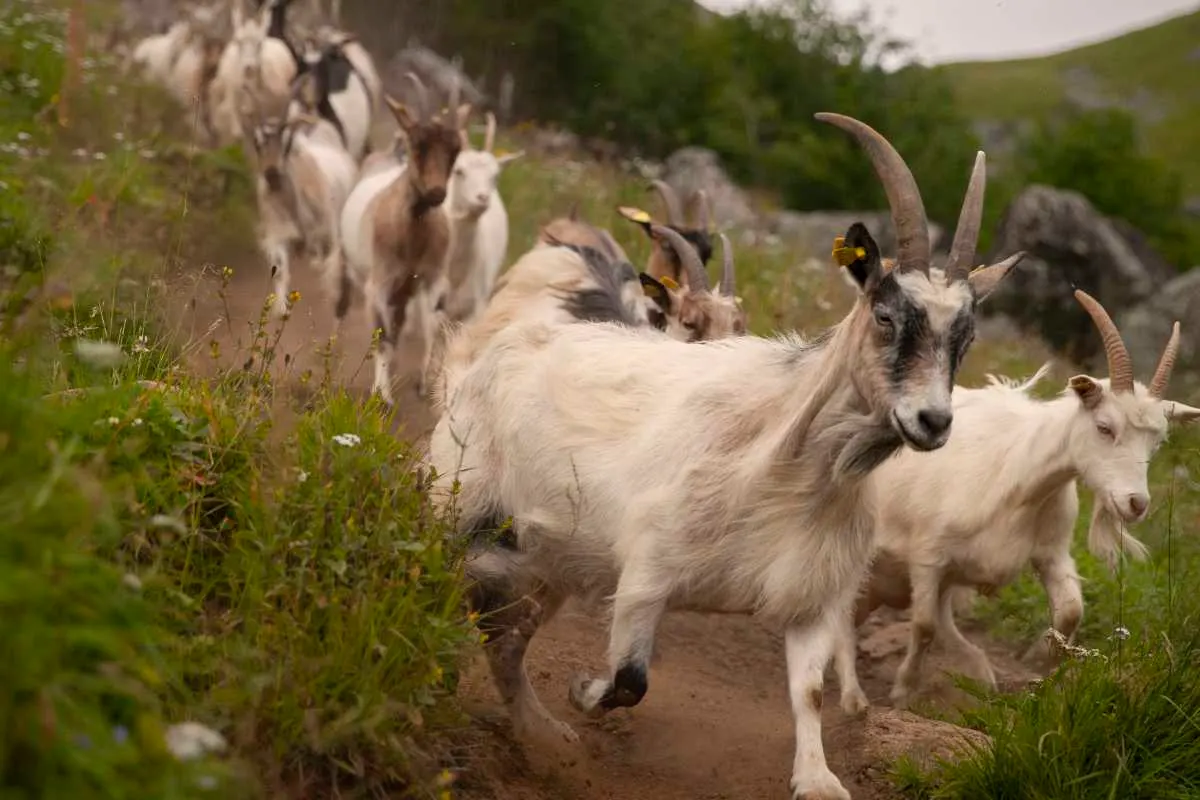 Lofoten Gårdsysteri bilde 4