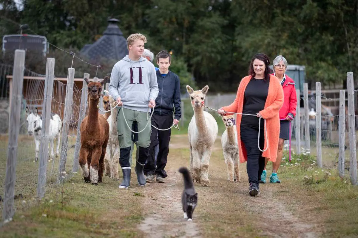 Killingmo Alpakka Gård