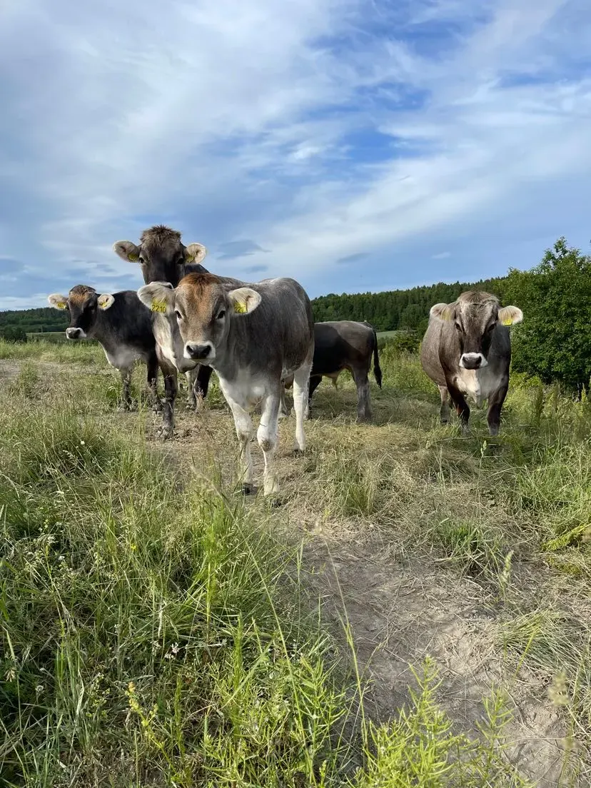 Gråfebua bilde 3