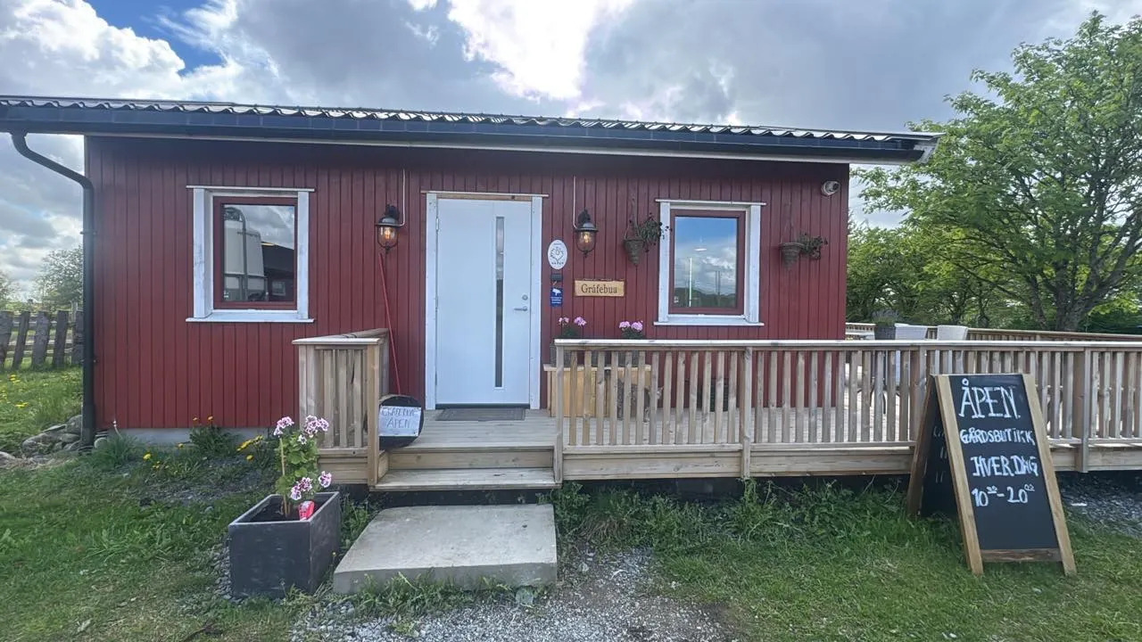 Gråfebua
