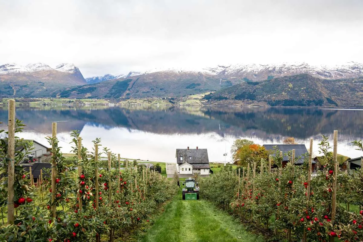 Tystad Fruktgard bilde 4