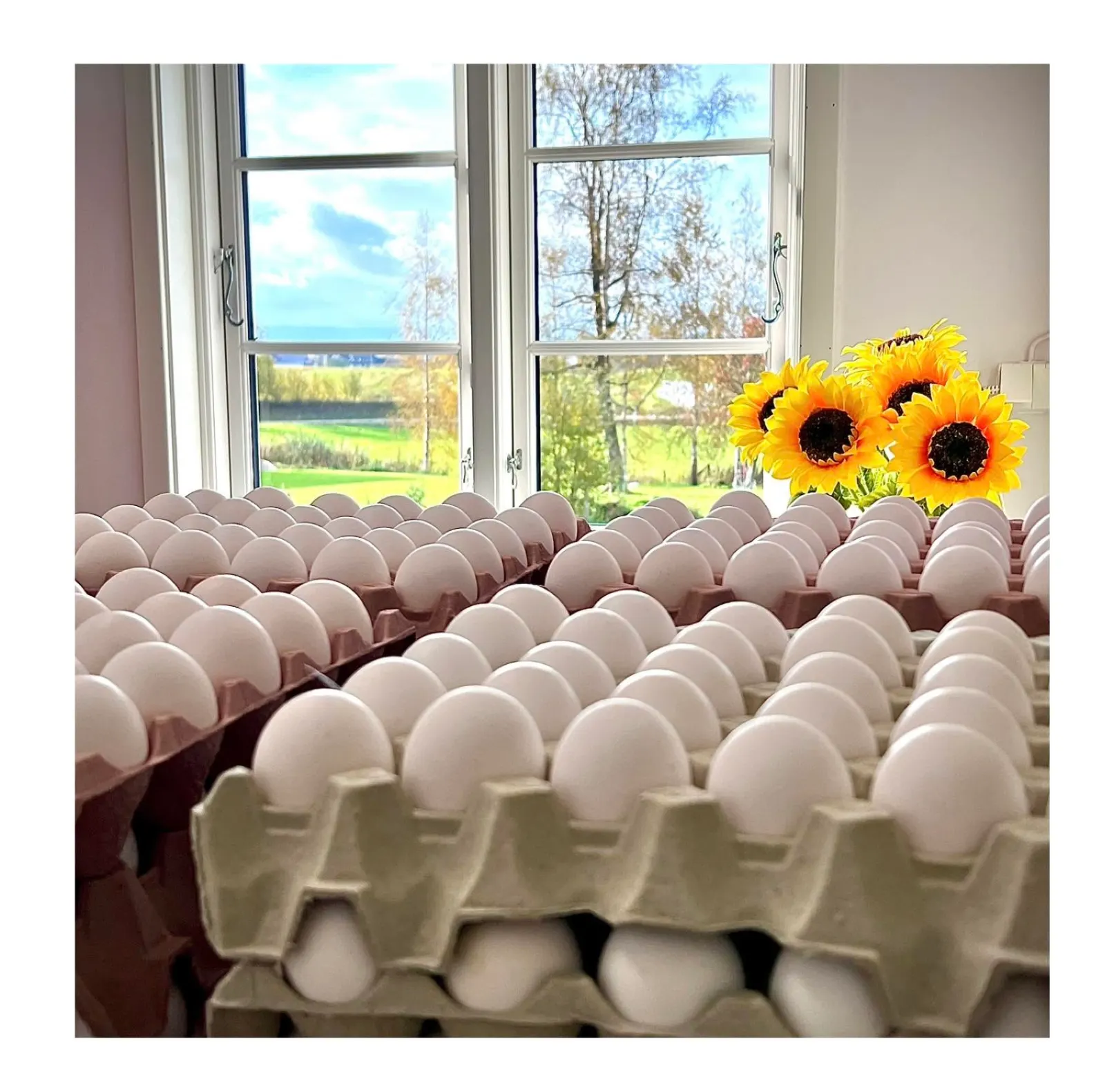 Bringebærhagen bilde 4