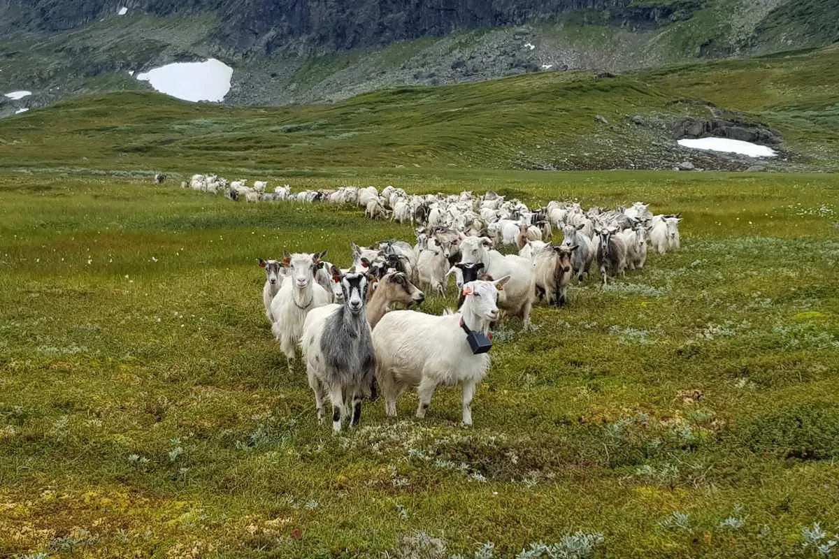 Øvrejorde bilde 3