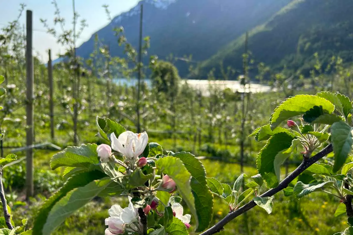 Bolstad Neverdal Fruktgard (Skjolden Sideri) bilde 3