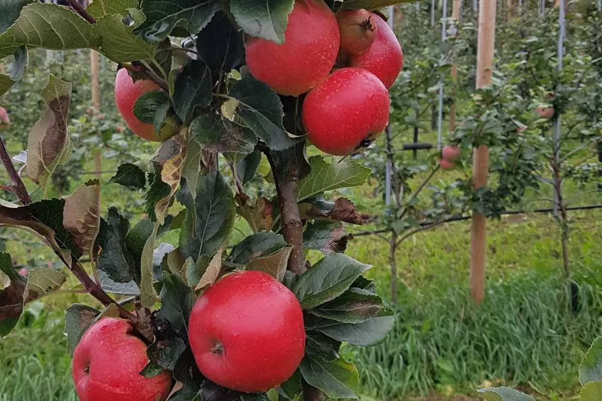 Reina fruktgård bilde 4