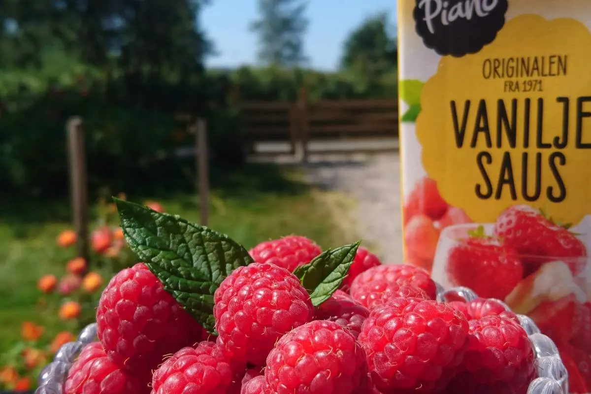 Vintlands bringebær