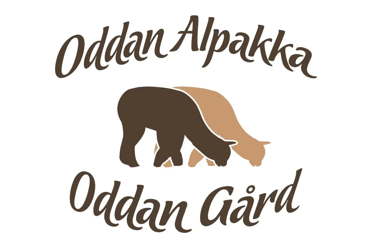 Oddan alpakka bilde 5