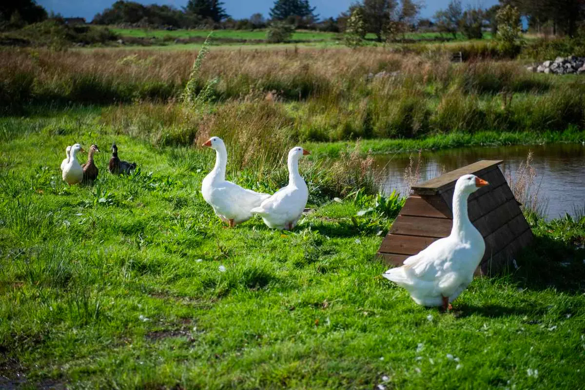 Grendamyrå gård bilde 4