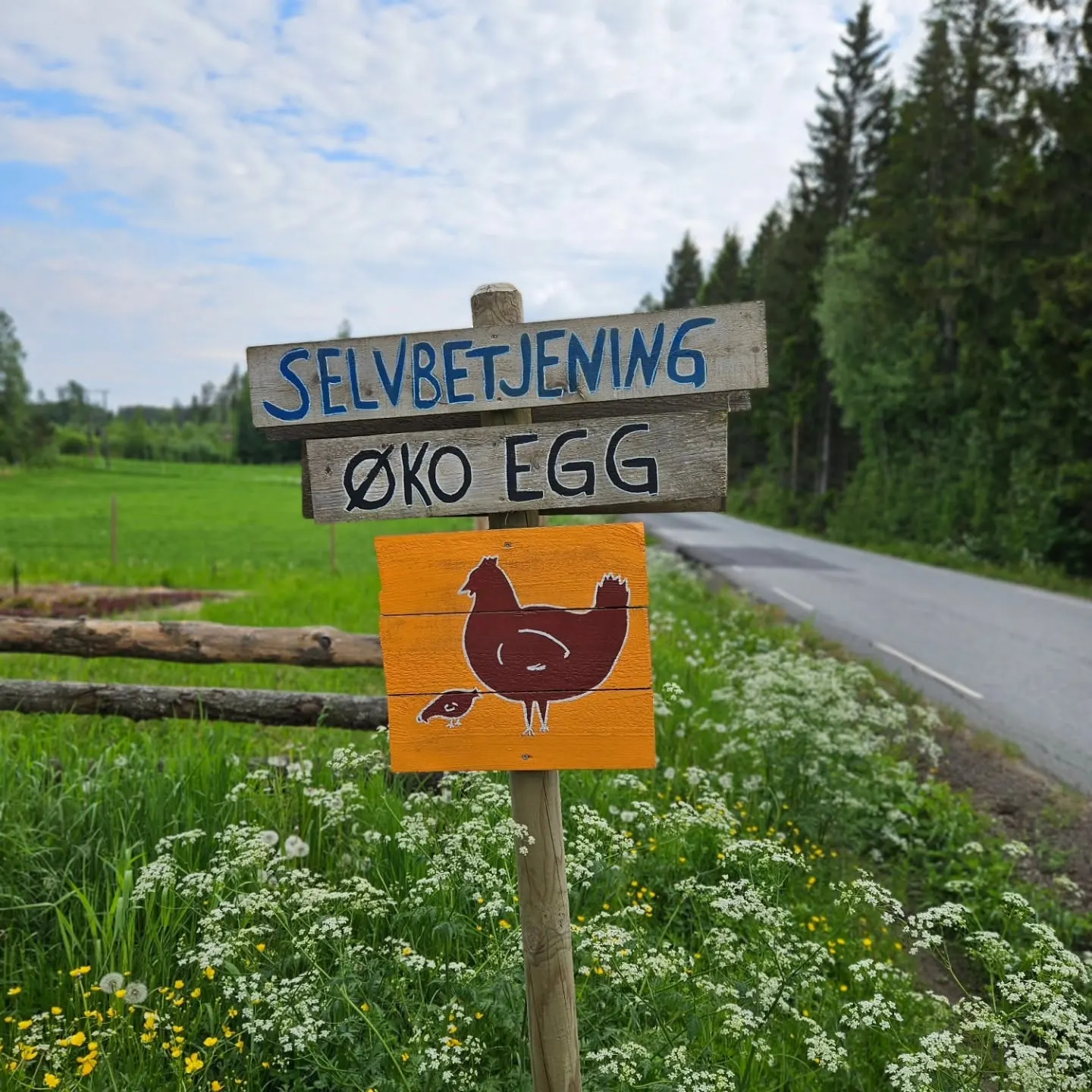 Nybo Regenerative Gård bilde 3