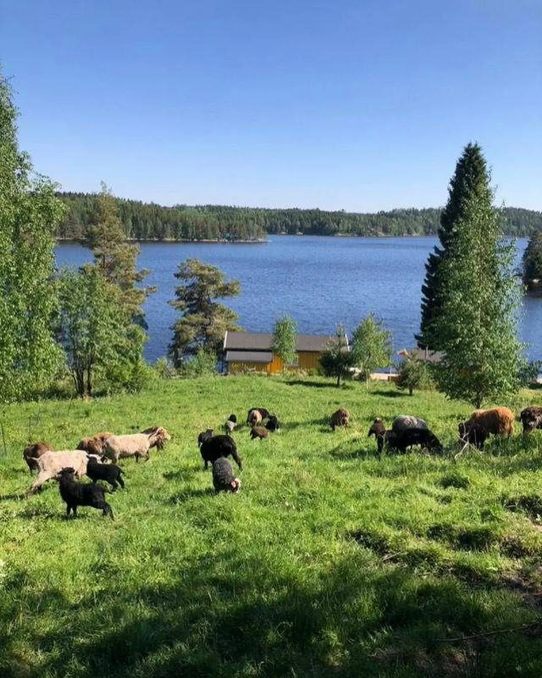 Nybo Regenerative Gård