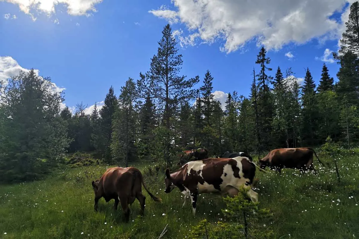 Håvardsrud Seterliv bilde 4
