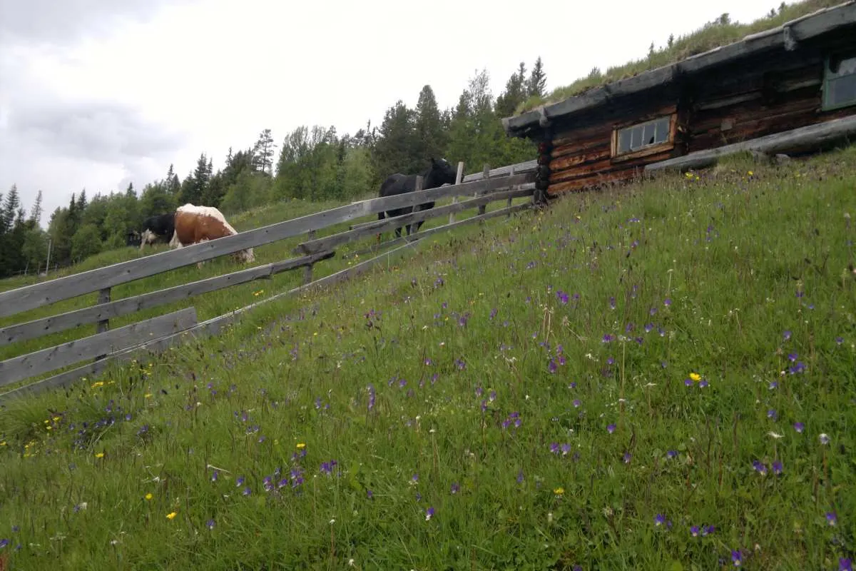 Håvardsrud Seterliv