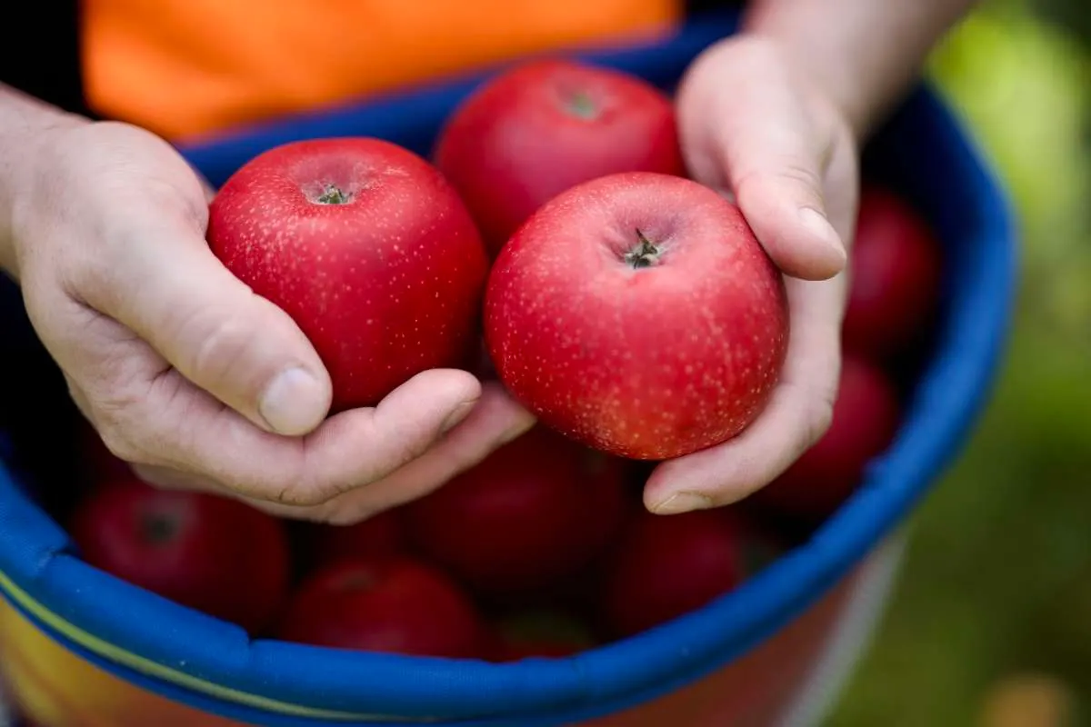 Fuglestein Frukt og Sideri bilde 4