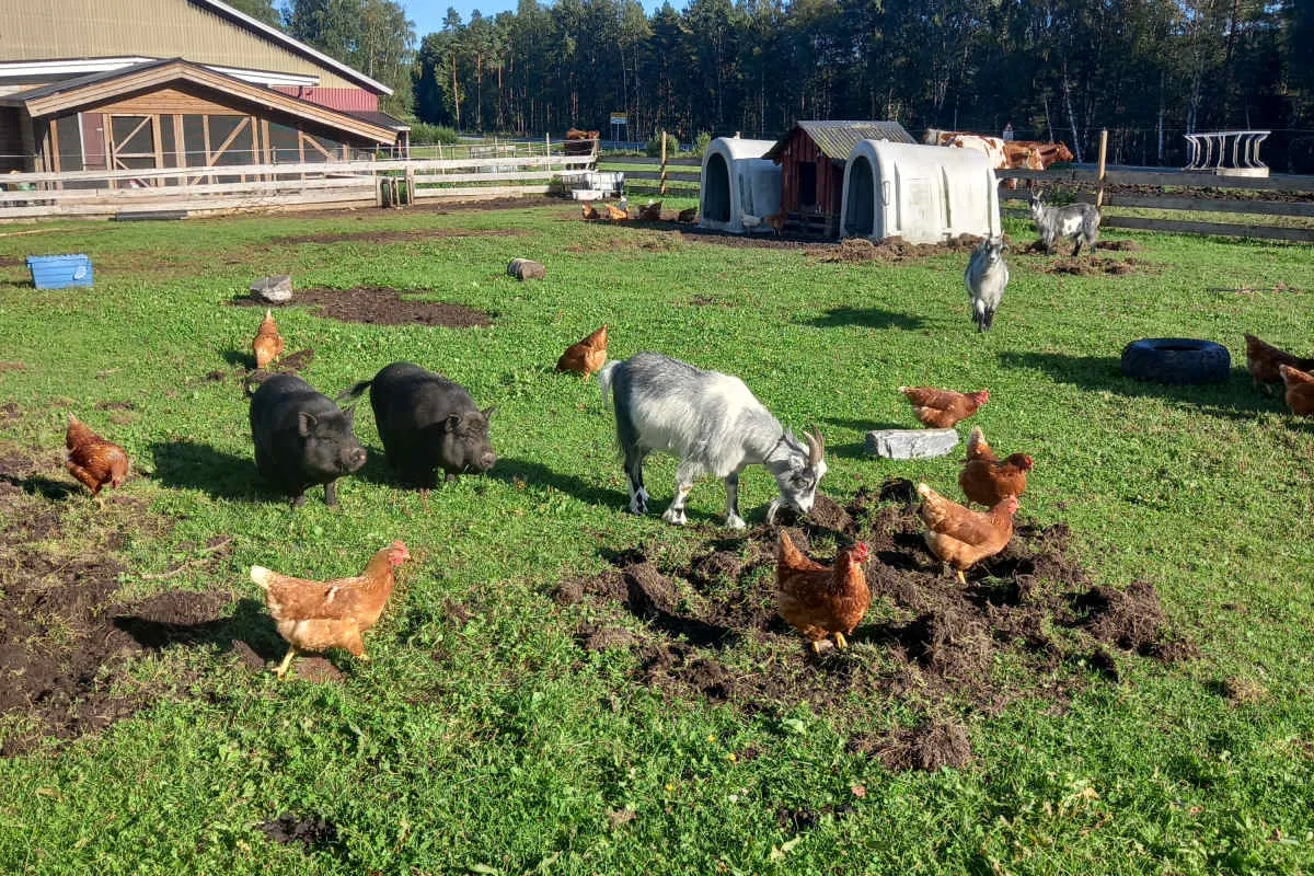 Åmli Gårdsmeieri bilde 3