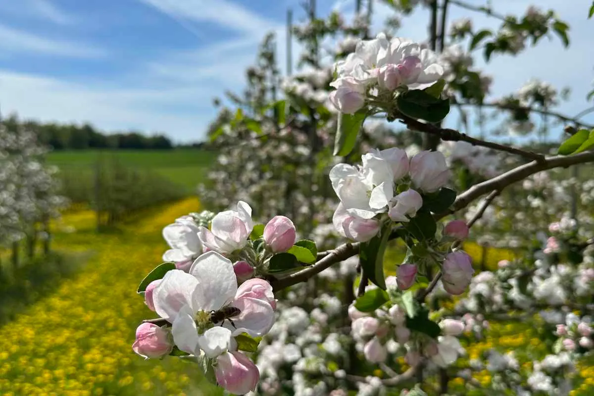 Nordre Bergan gård bilde 3