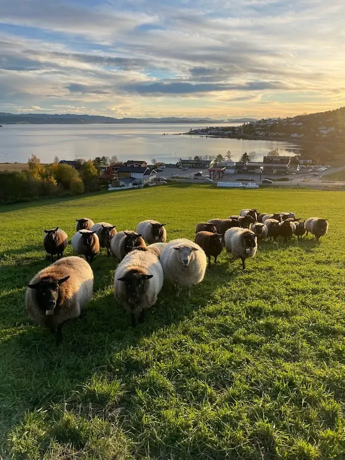 NerSalberg bilde 4