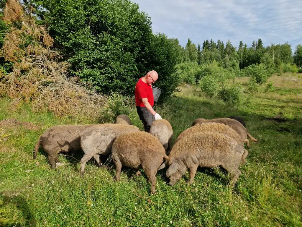 NerSalberg bilde 5