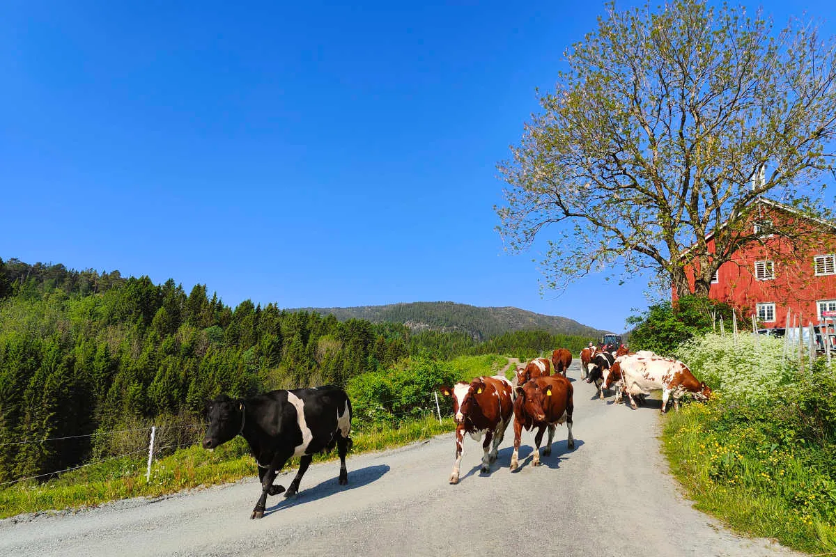 Hindrum Gårdsysteri bilde 4