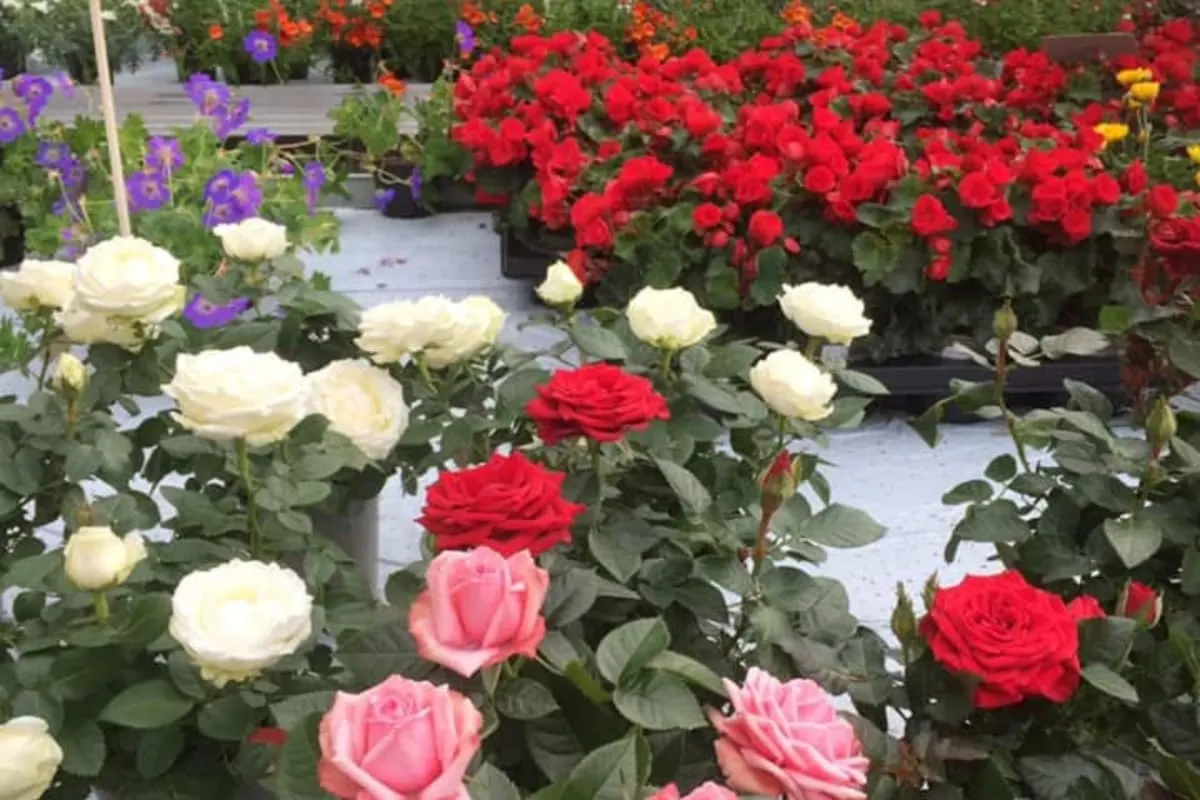 Ystgård gartneri og blomster as bilde 4