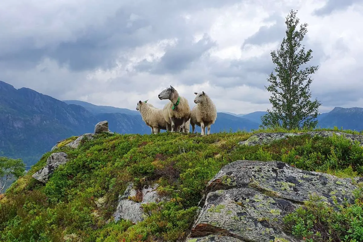 Fjellfell