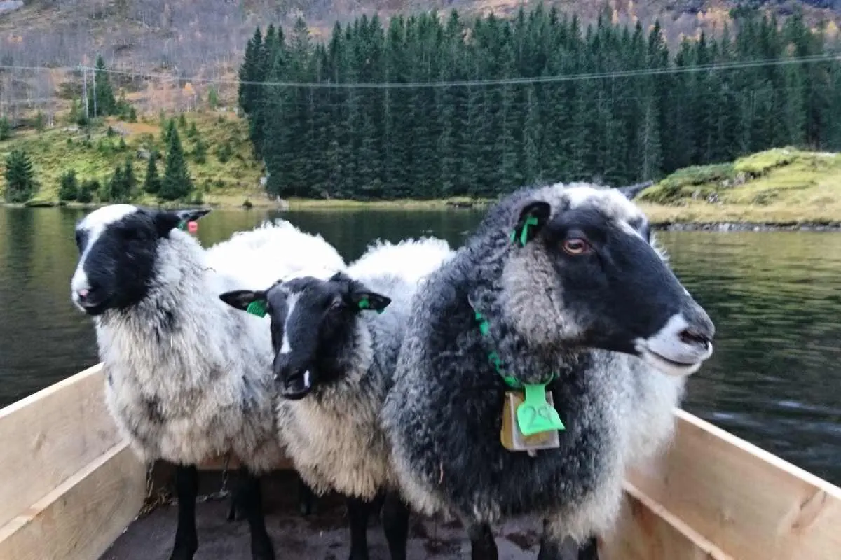 Fjellfell bilde 4