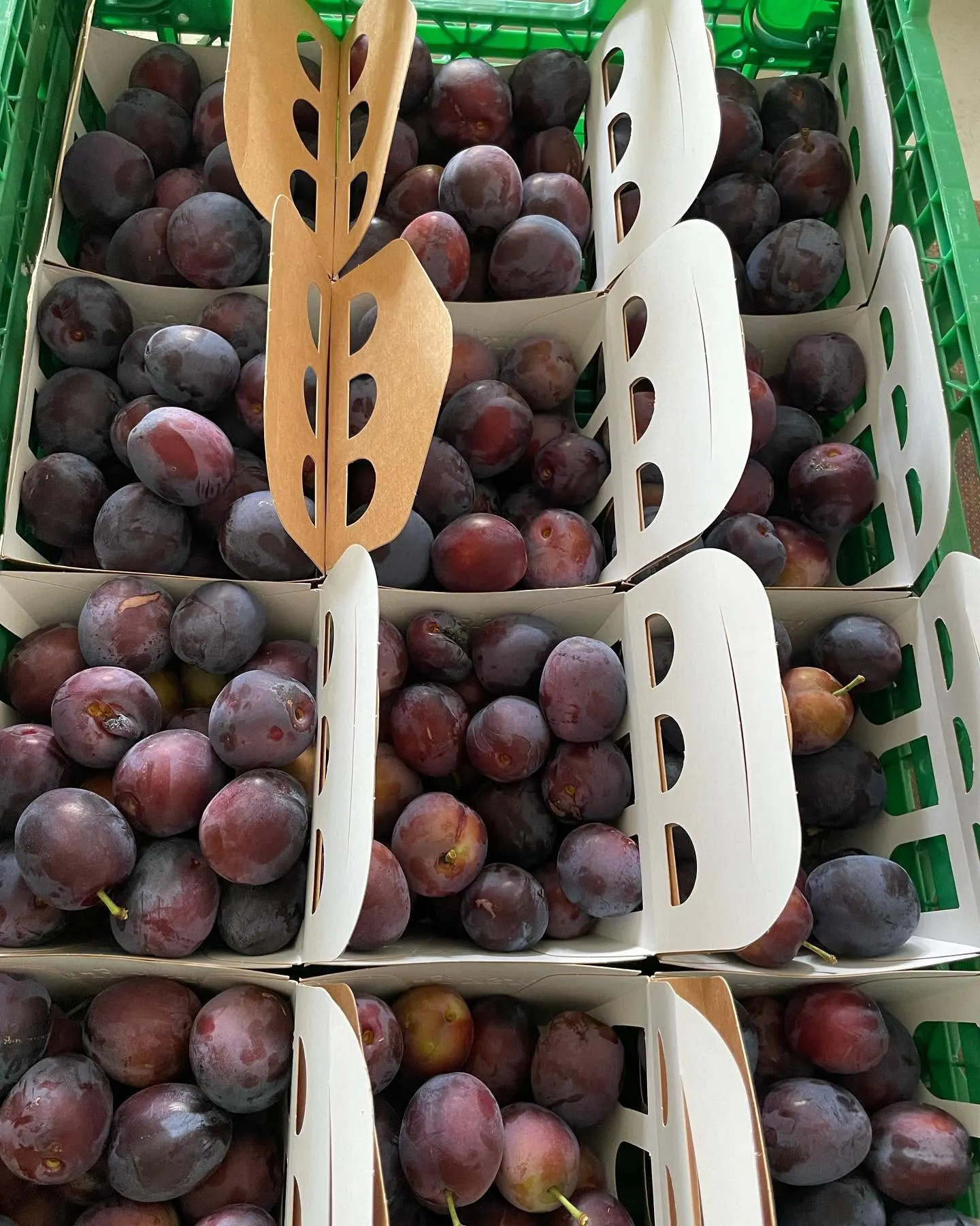 Røds Frukt